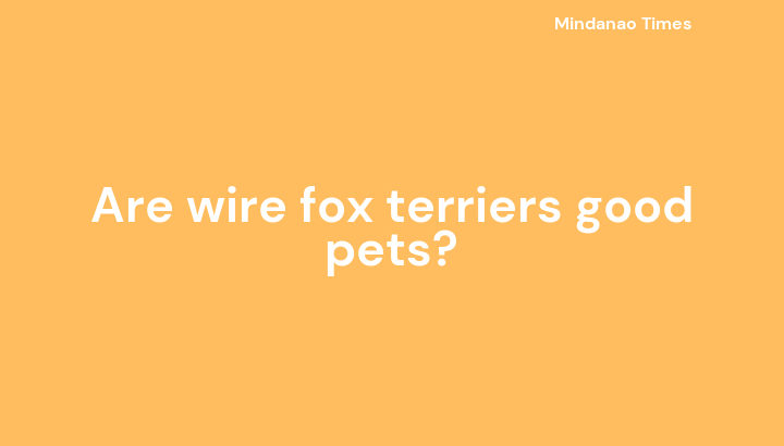 Are wire fox terriers good pets?