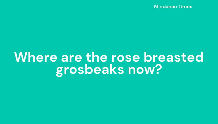 Where are the rose breasted grosbeaks now?