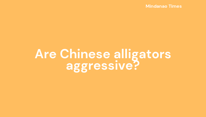 Are Chinese alligators aggressive?