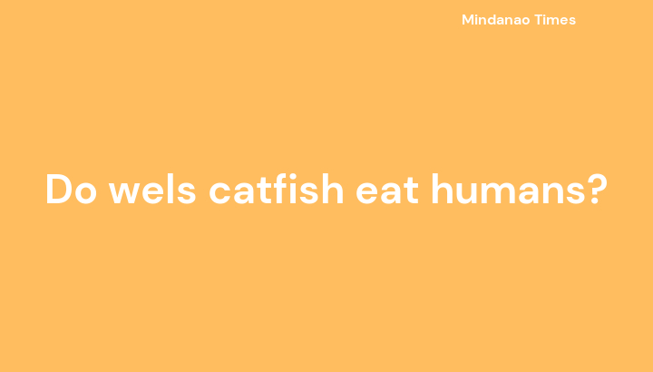 Do wels catfish eat humans?