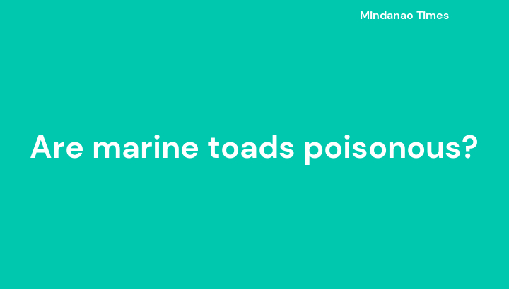 are-marine-toads-poisonous