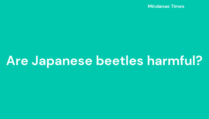 Are Japanese Beetles Harmful are-japanese-beetles-harmful