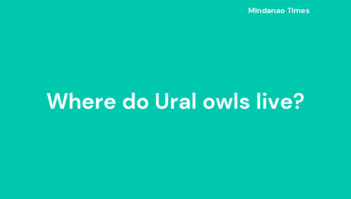 Where do Ural owls live?