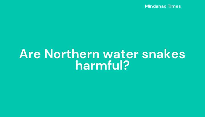 Are Northern water snakes harmful?