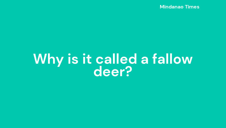 Why is it called a fallow deer?