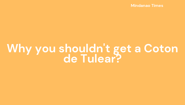 Why you shouldn't get a Coton de Tulear?