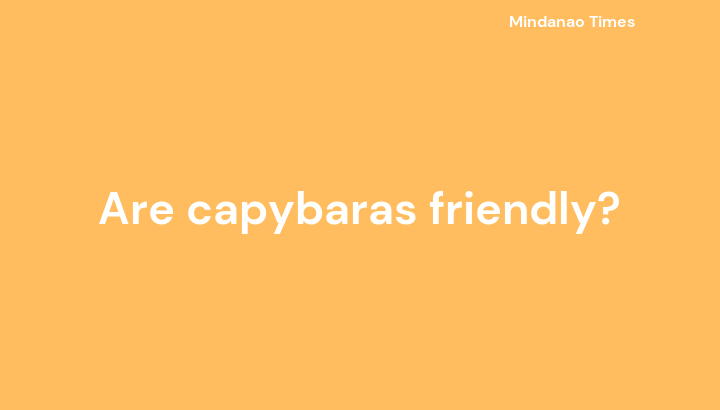 Are capybaras friendly?