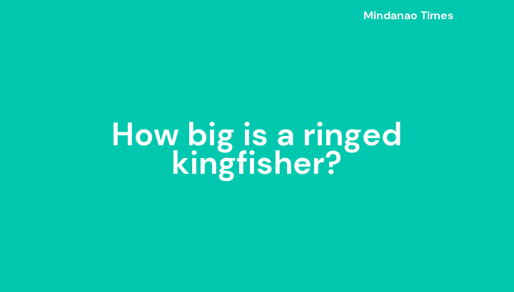 How big is a ringed kingfisher?