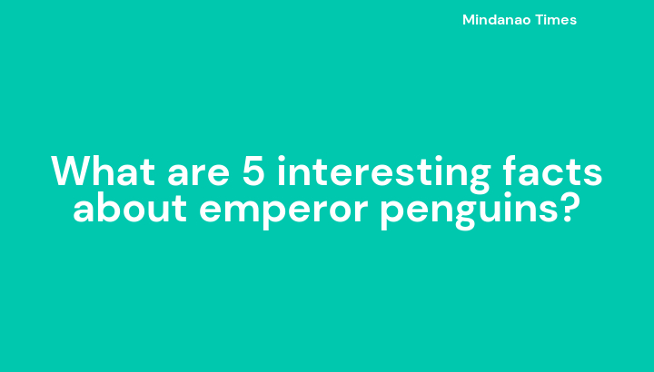 what-are-5-interesting-facts-about-emperor-penguins