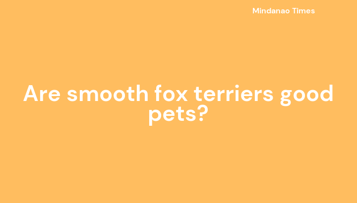 Are smooth fox terriers good pets?