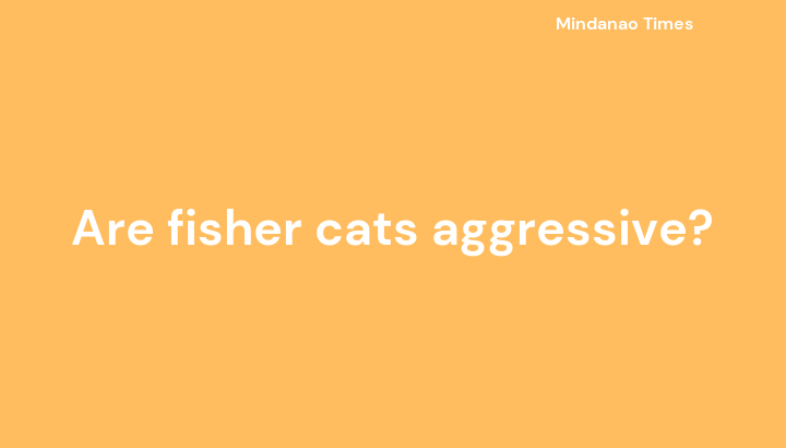 Are fisher cats aggressive?