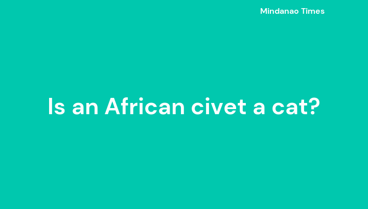 Is an African civet a cat?