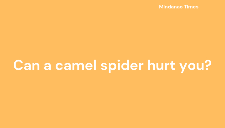 Can a camel spider hurt you?