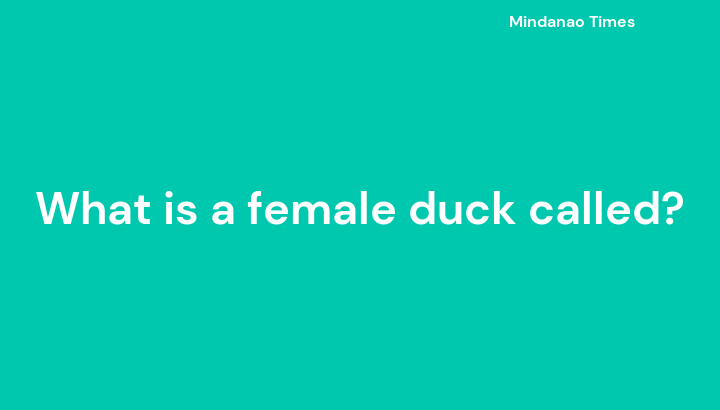 What Is A Female Duck Called 