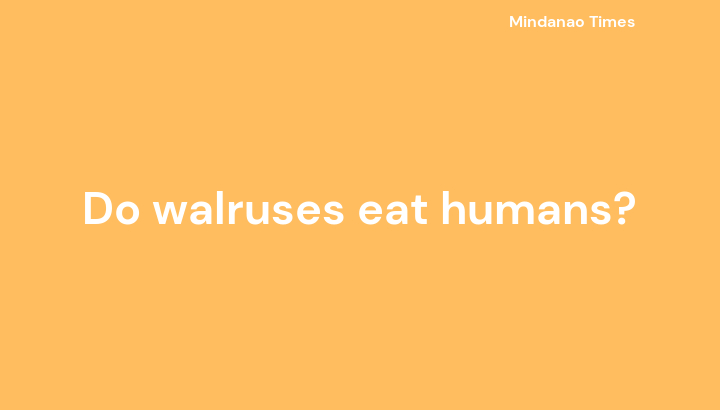 Do walruses eat humans?