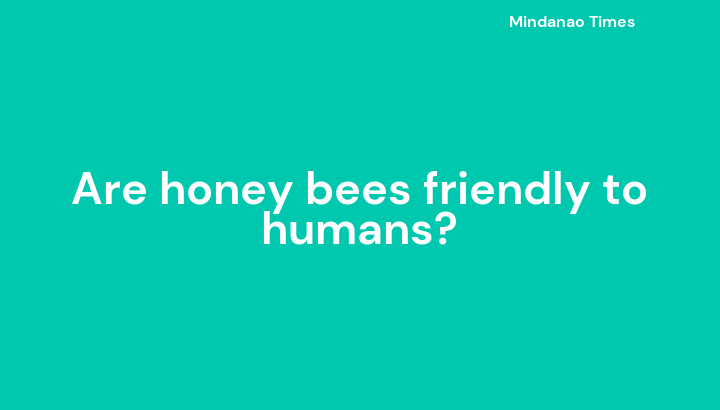 Are honey bees friendly to humans?