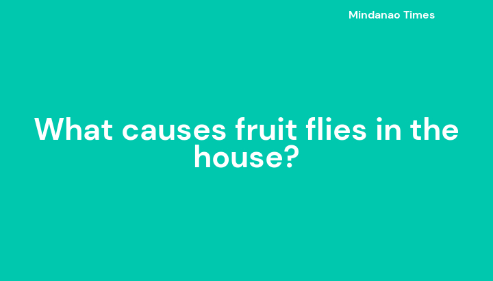 what-causes-fruit-flies-in-the-house