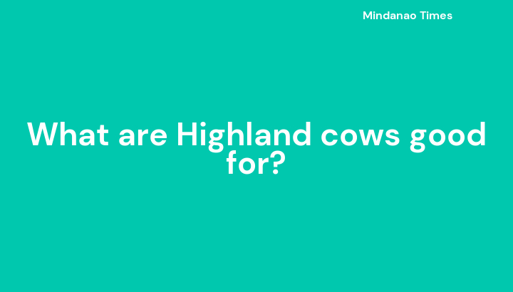 what-are-highland-cows-good-for