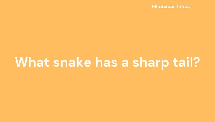 What snake has a sharp tail?